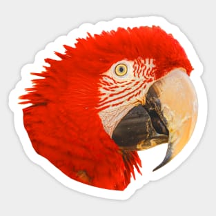 Macaw Sticker